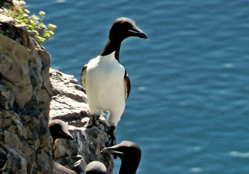 Орнитологическая экспертиза