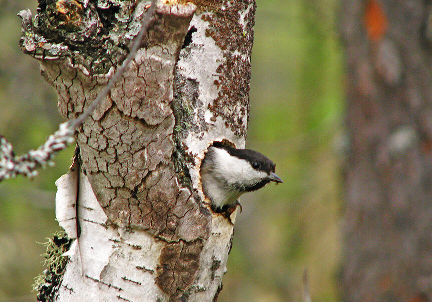 Орнитологическая экспертиза