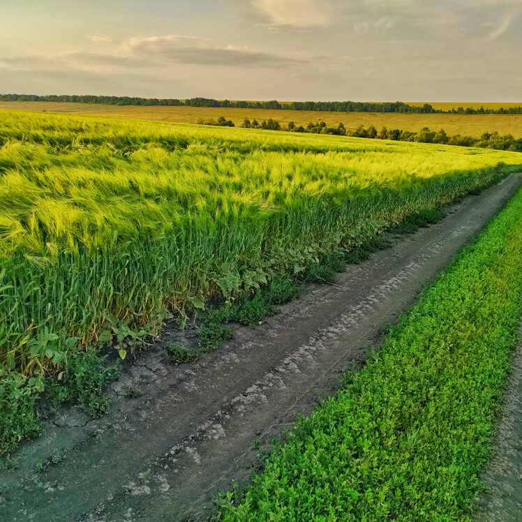 судебная орнитологическая экспертиза