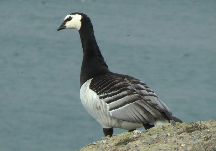 Орнитологическая экспертиза