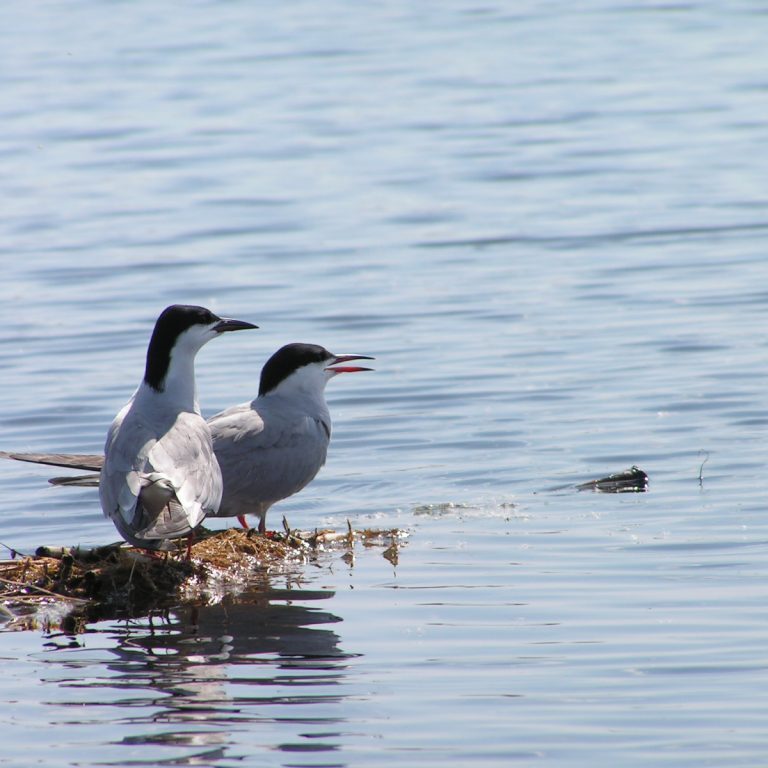 лаборатория экологических исследований